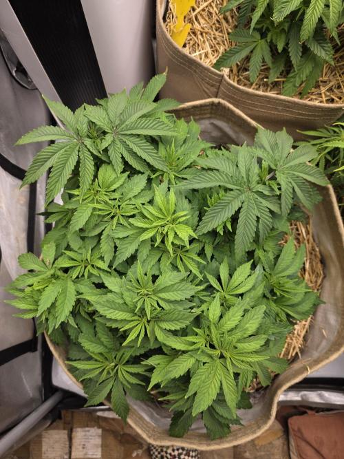 5 x 5 Jan 2026. Week 9