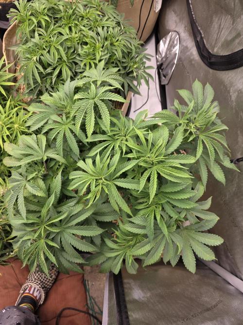 5 x 5 Jan 2026. Week 9