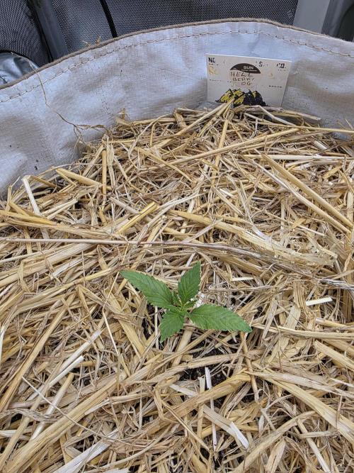 2 x 4 Jan 2026. Week 1