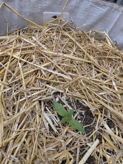 2 x 4 Jan 2026. Week 1