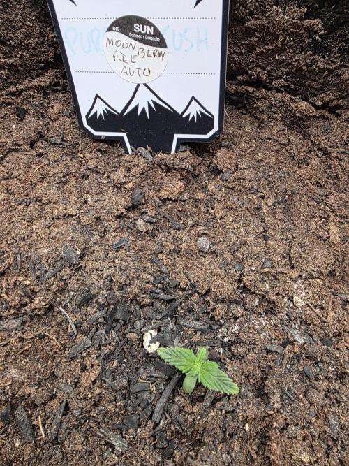 2 x 4 Jan 2026. Week 1 - This auto is hitching a ride and is Moon Berry Pie 