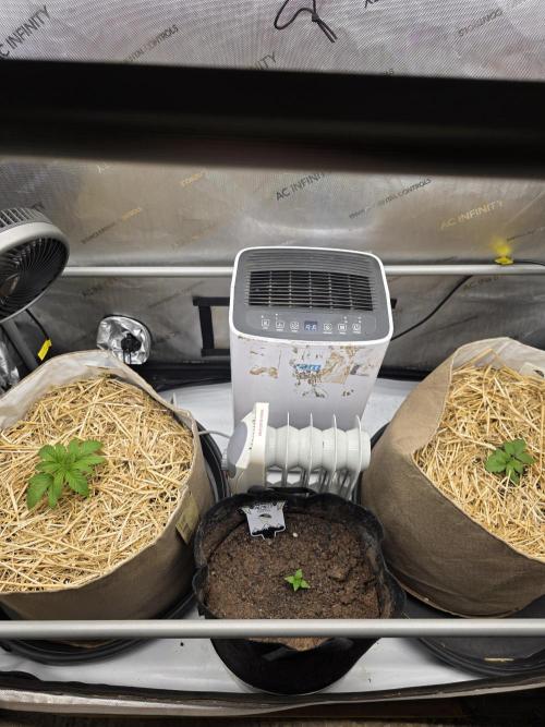 2 x 4 Jan 2026. Week 2