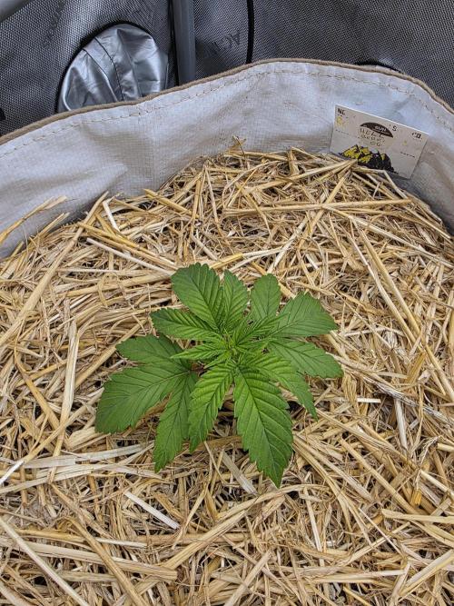 2 x 4 Jan 2026. Week 2 - She look like theyre happy in their new homes and transplant wasn't a ln issue