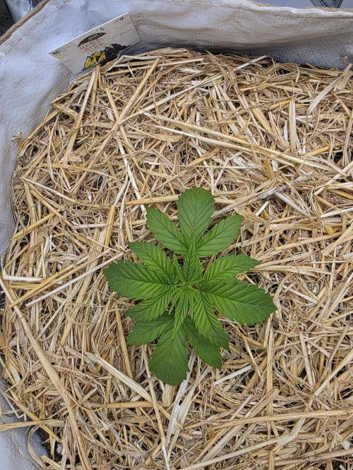 2 x 4 Jan 2026. Week 2