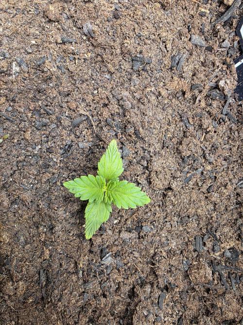 2 x 4 Jan 2026. Week 2 - I think the autos might be stunted, will keep an eye out. 