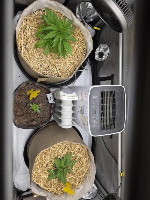 2 x 4 Jan 2026. Week 3