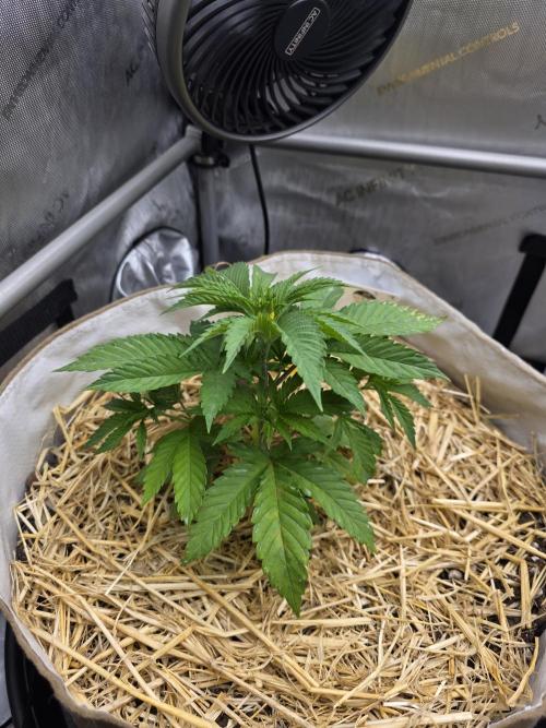 2 x 4 Jan 2026. Week 3 - Hellberry OG