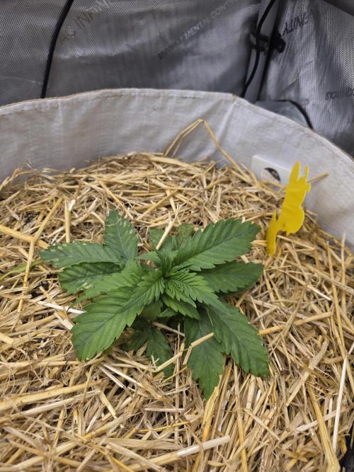 2 x 4 Jan 2026. Week 3 - Crypt Cookies