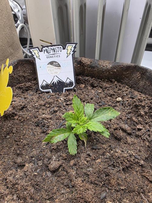 2 x 4 Jan 2026. Week 3 - Moonberry pie 🥧 