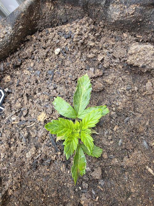 2 x 4 Jan 2026. Week 3