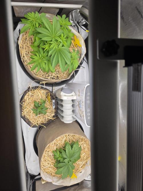 2 x 4 Jan 2026. Week 4