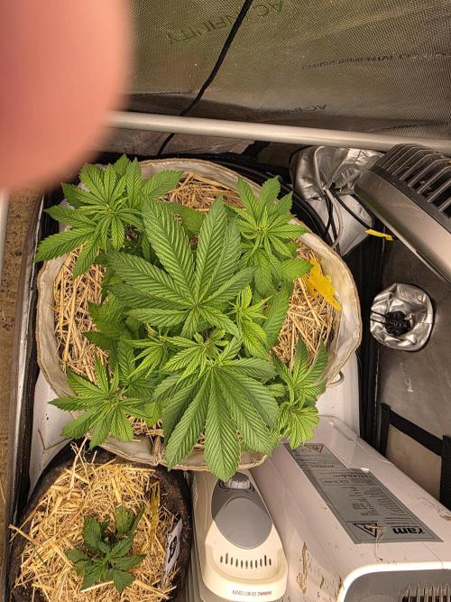 2 x 4 Jan 2026. Week 4