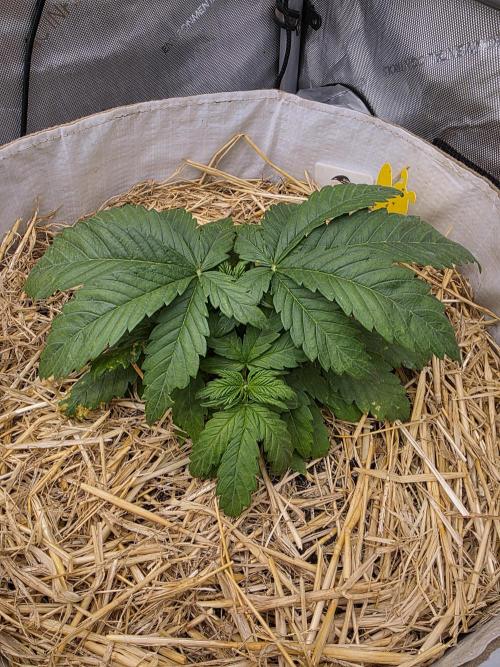 2 x 4 Jan 2026. Week 4 - Crypt Cookies