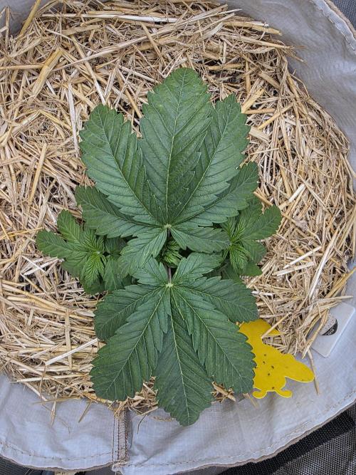 2 x 4 Jan 2026. Week 4