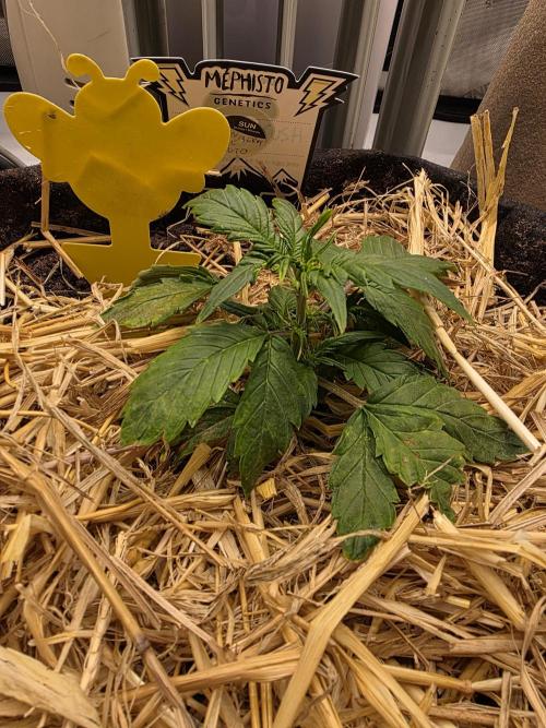 2 x 4 Jan 2026. Week 4 - Moonberry pie 🥧 