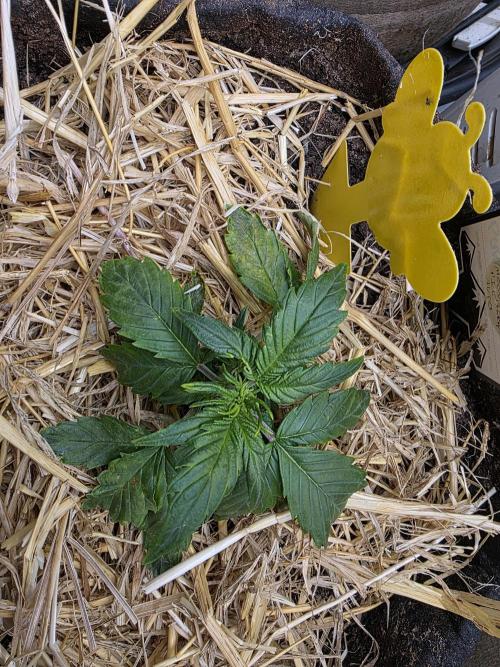 2 x 4 Jan 2026. Week 4