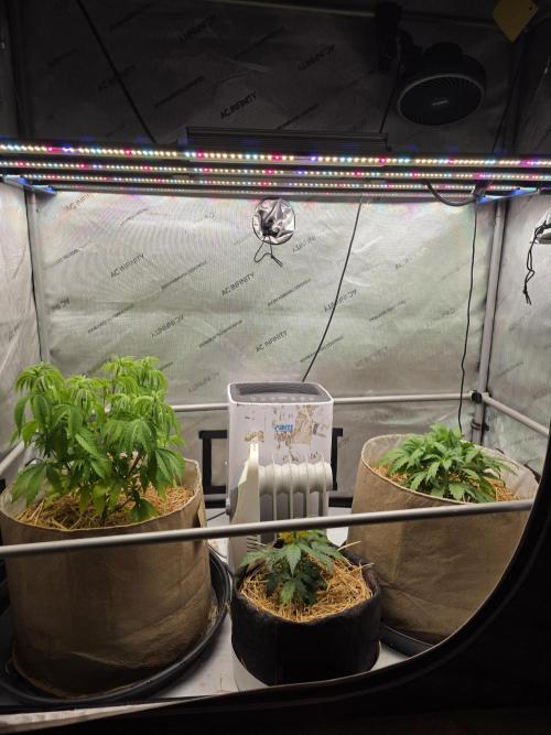 2 x 4 Jan 2026. Week 5