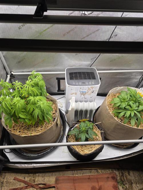 2 x 4 Jan 2026. Week 5