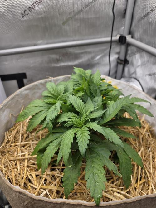 2 x 4 Jan 2026. Week 5 - Crypt Cookies