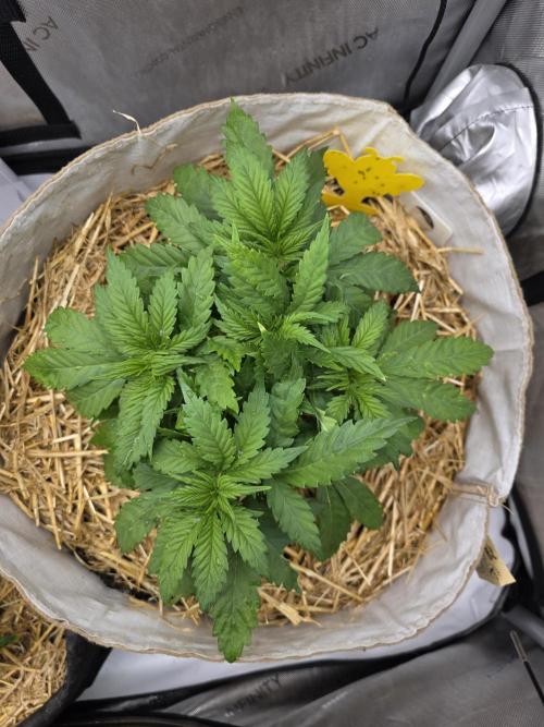 2 x 4 Jan 2026. Week 5