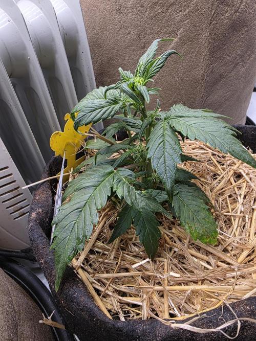 2 x 4 Jan 2026. Week 5 - Moonberry pie 🥧 