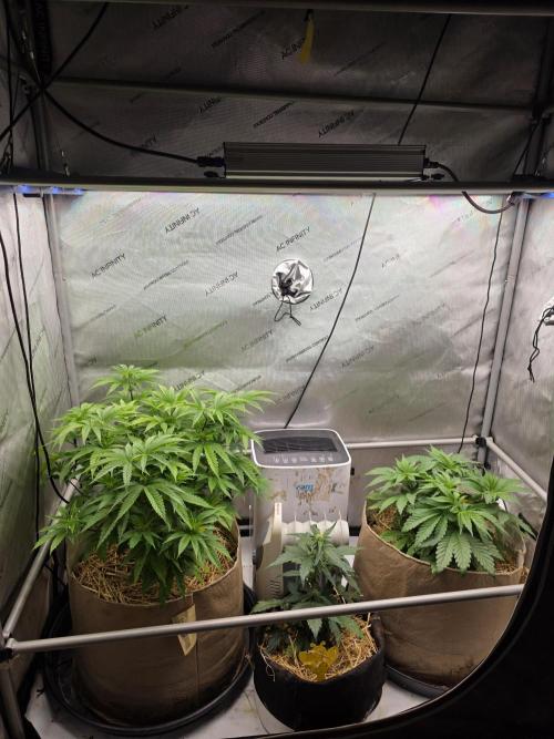 2 x 4 Jan 2026. Week 6