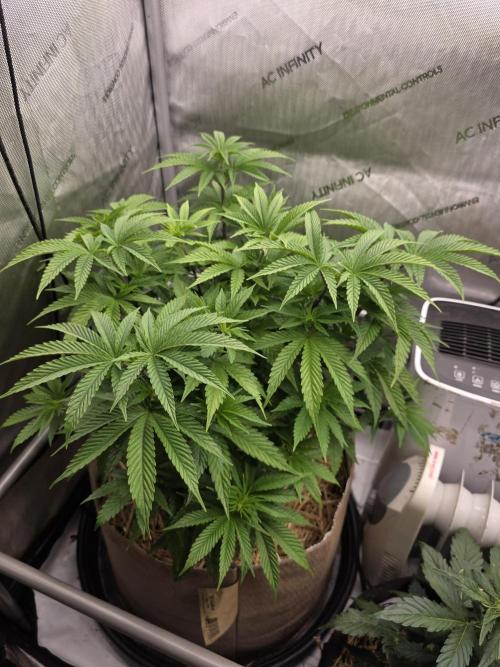 2 x 4 Jan 2026. Week 6 - Hellberry OG