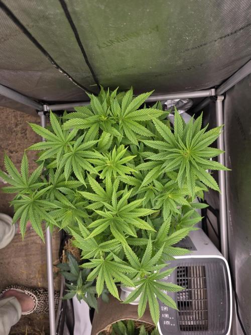 2 x 4 Jan 2026. Week 6