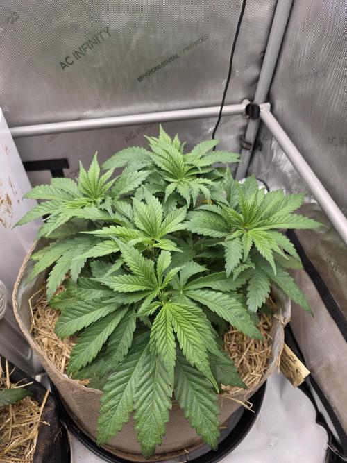 2 x 4 Jan 2026. Week 6