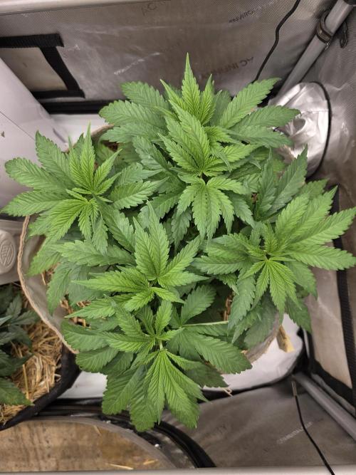 2 x 4 Jan 2026. Week 6 - Crypt Cookies 