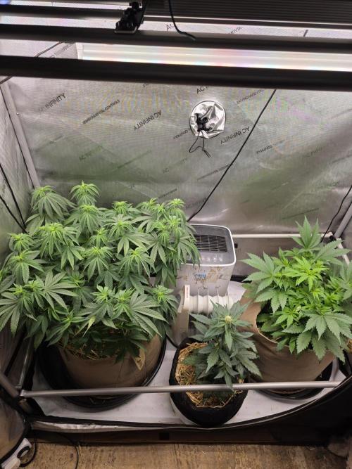 2 x 4 Jan 2026. Week 7