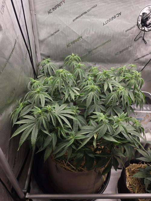 2 x 4 Jan 2026. Week 7 - Hellberry OG