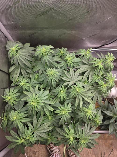 2 x 4 Jan 2026. Week 7