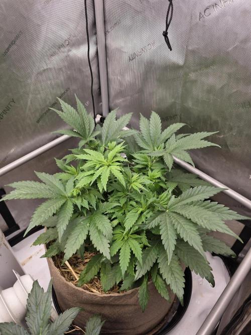 2 x 4 Jan 2026. Week 7 - Crypt Cookies 