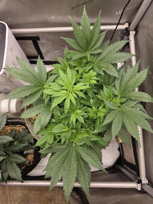 2 x 4 Jan 2026. Week 7