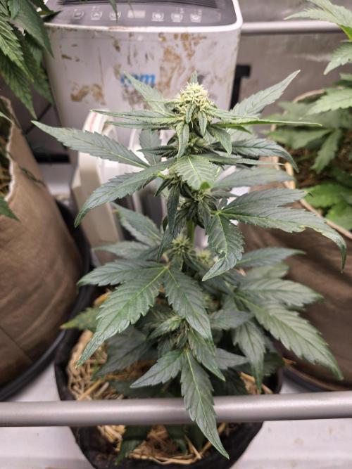 2 x 4 Jan 2026. Week 7 - Moon berry Pie 🥧 