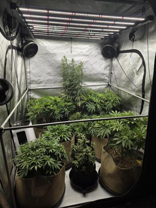 5 x 5 Jan 2026. Week 10 - As you can see from the whole tent shot, that tall plant is out of control!