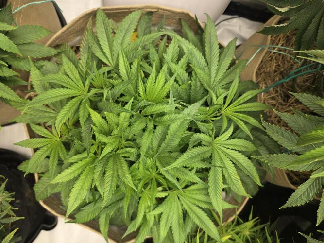 5 x 5 Jan 2026. Week 10 - Canna alien