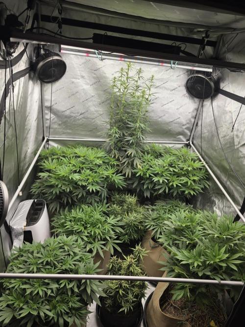5 x 5 Jan 2026. Week 11 - 2nd week of flower 🌼 