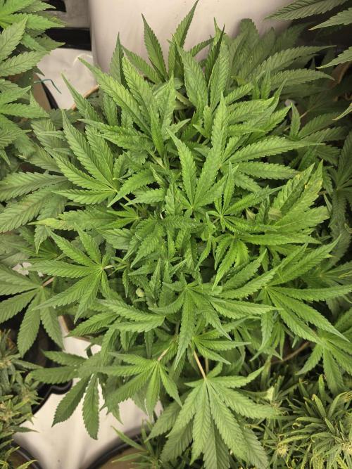5 x 5 Jan 2026. Week 11 - Canna Alien 👽 