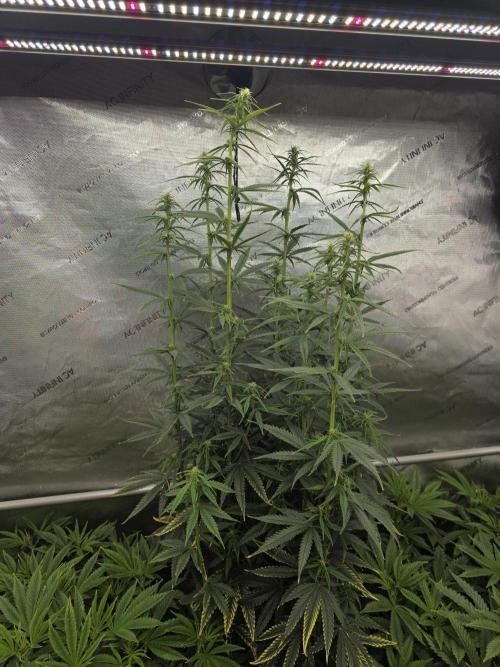 5 x 5 Jan 2026. Week 11 - Random plant thats now hermied