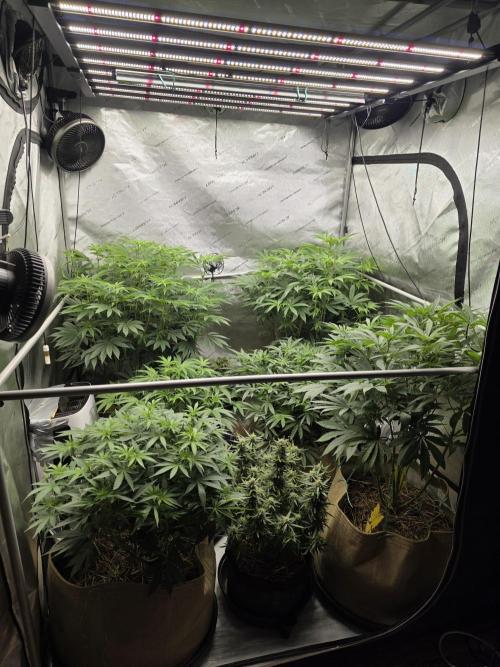 5 x 5 Jan 2026. Week 12 - Week 3 of flower, whole tent