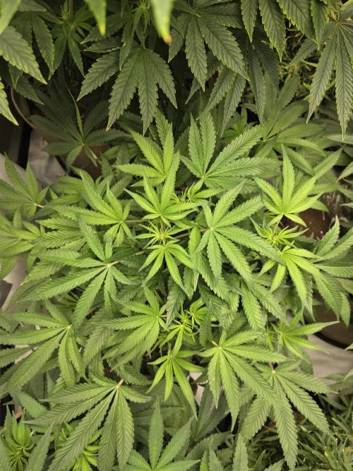 5 x 5 Jan 2026. Week 12 - Canna Alien 👽 