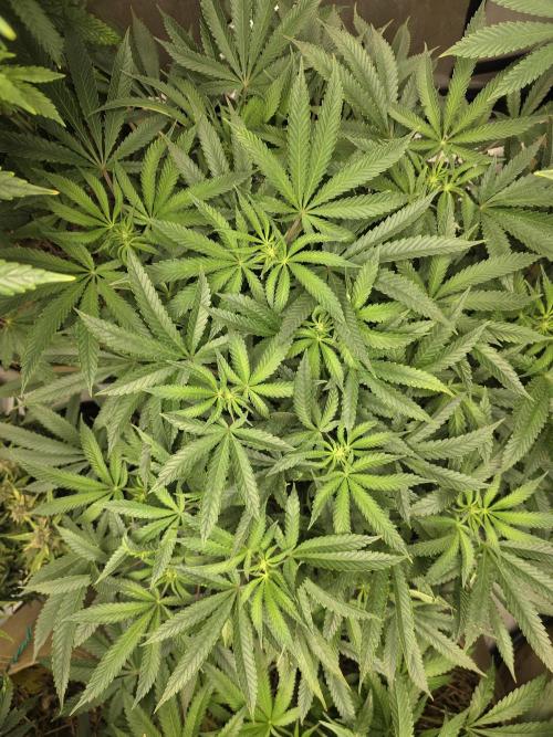 5 x 5 Jan 2026. Week 12 - Cheese 🧀 Dip 