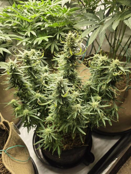 5 x 5 Jan 2026. Week 12 - Cherry 🍒 cheesecake auto