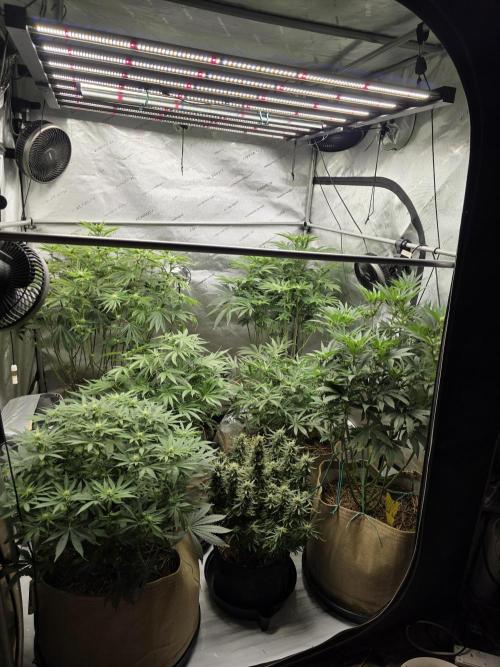 5 x 5 Jan 2026. Week 13 - Week 4 of flower 🌼  - whole tent 