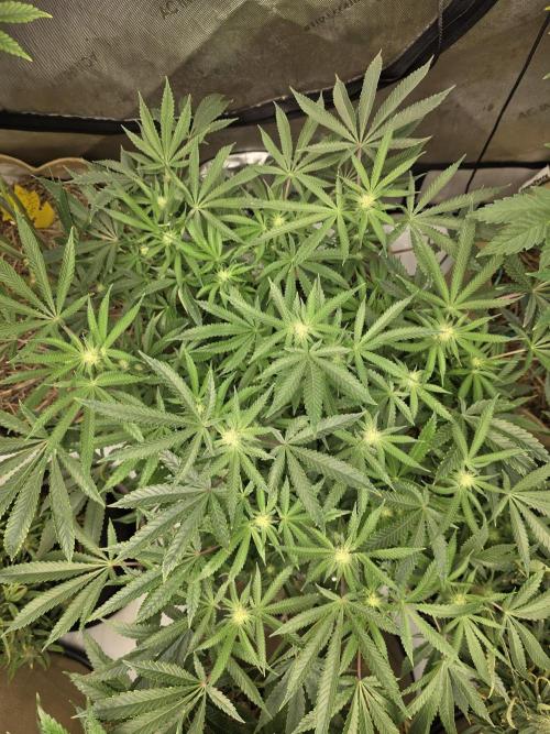5 x 5 Jan 2026. Week 13 - Cheese 🧀 Dip 