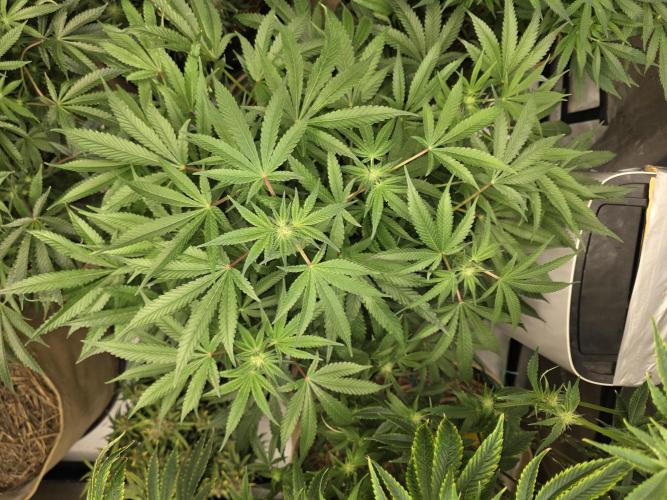 5 x 5 Jan 2026. Week 13 - Canna Alien 👽 