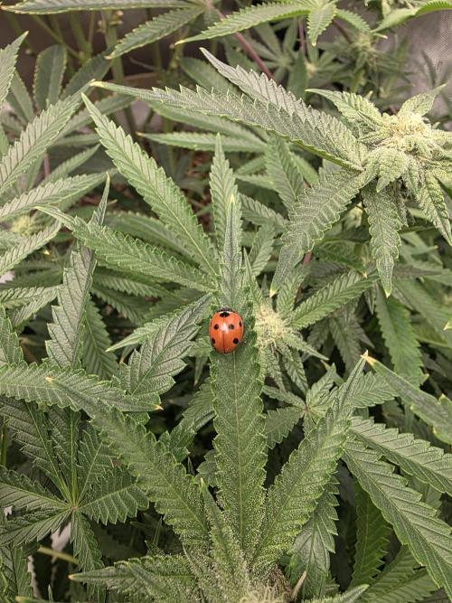 5 x 5 Jan 2026. Week 13 - This is a lady bird I found and popped in the tent. 