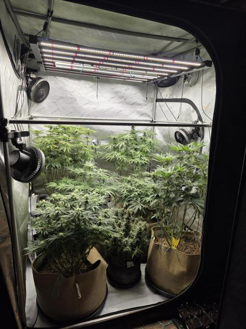 5 x 5 Jan 2026. Week 14 - Whole tent week 5 of flower 🌼 